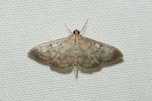 Réf. 185 675 : Pleuroptya ruralis